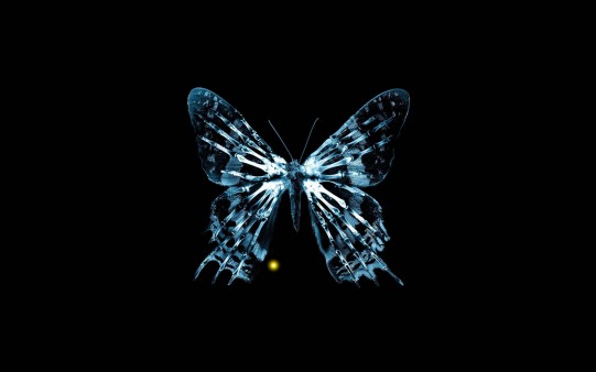 Radiografía de una mariposa