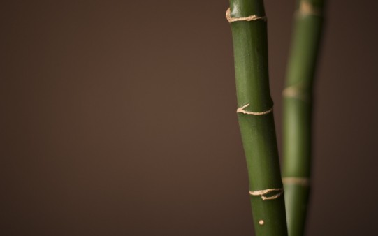 Bambú sobre fondo Marrón