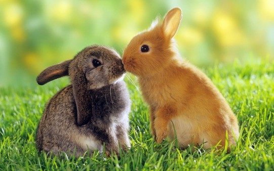 Conejos Besándose
