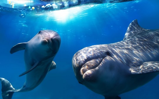 Delfines saludando bajo el agua.
