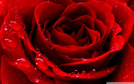 Rosa Roja Imagen