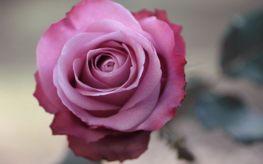 Rosa para San Valentín