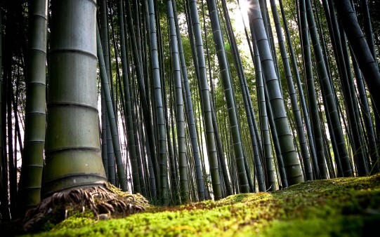 Fondo Bosque de Bambús